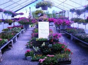 Annuals at Buttonwood Farm Nursery