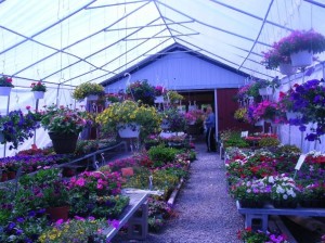 Buttonwood Farm Nursery yard
