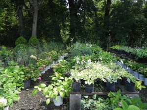 Perennials at Buttonwood Farm Nursery