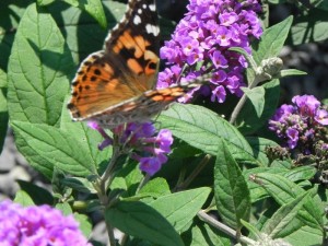A butterfly on a purple butterfly bush