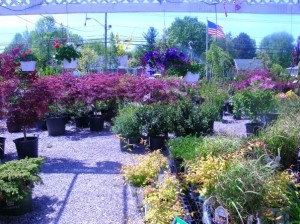 Trees and shrubs at the nursery