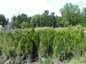 Home grown arborvitae
