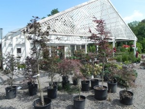 Japanese maple, one of the many trees offered