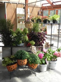 Fall plants