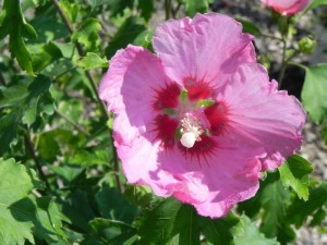 Buttonwood Farm Nursery — nursery, plants and bulk material
