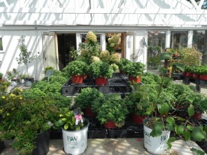 Mums at the nursery