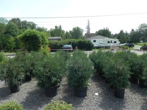 Buttonwood Farm Nursery — nursery, plants and bulk material
