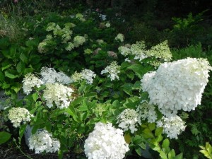 Hydrangeas at the nursery