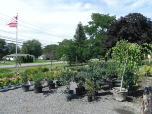 Buttonwood Farm Nursery — nursery, plants and bulk material