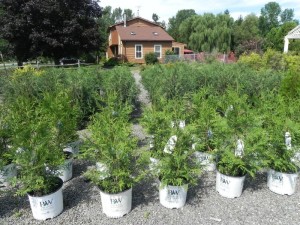 Buttonwood Farm Nursery — nursery, plants and bulk material