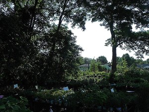 Buttonwood Farm Nursery — nursery, plants and bulk material