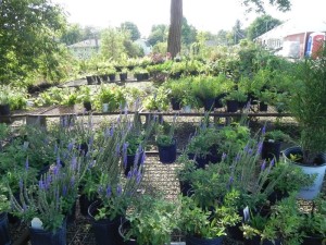 Buttonwood Farm Nursery — nursery, plants and bulk material