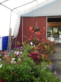 Buttonwood Farm Nursery — nursery, plants and bulk material